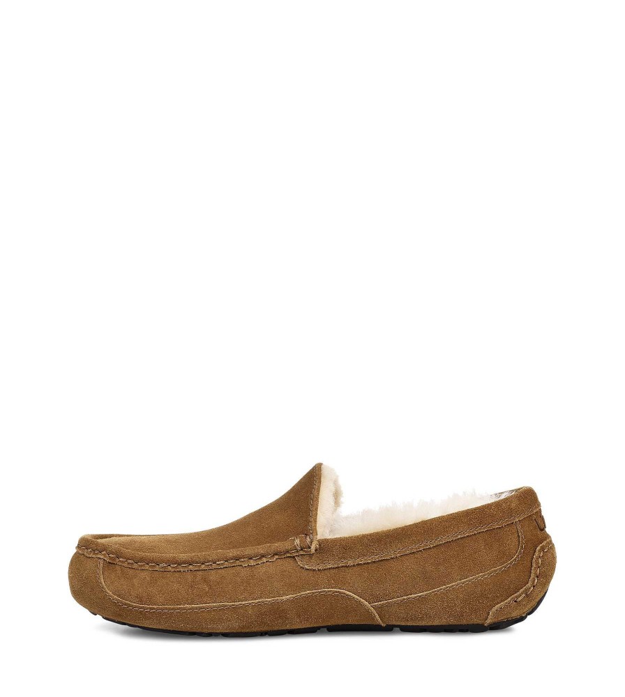 Men UGG | Ascot Chestnut